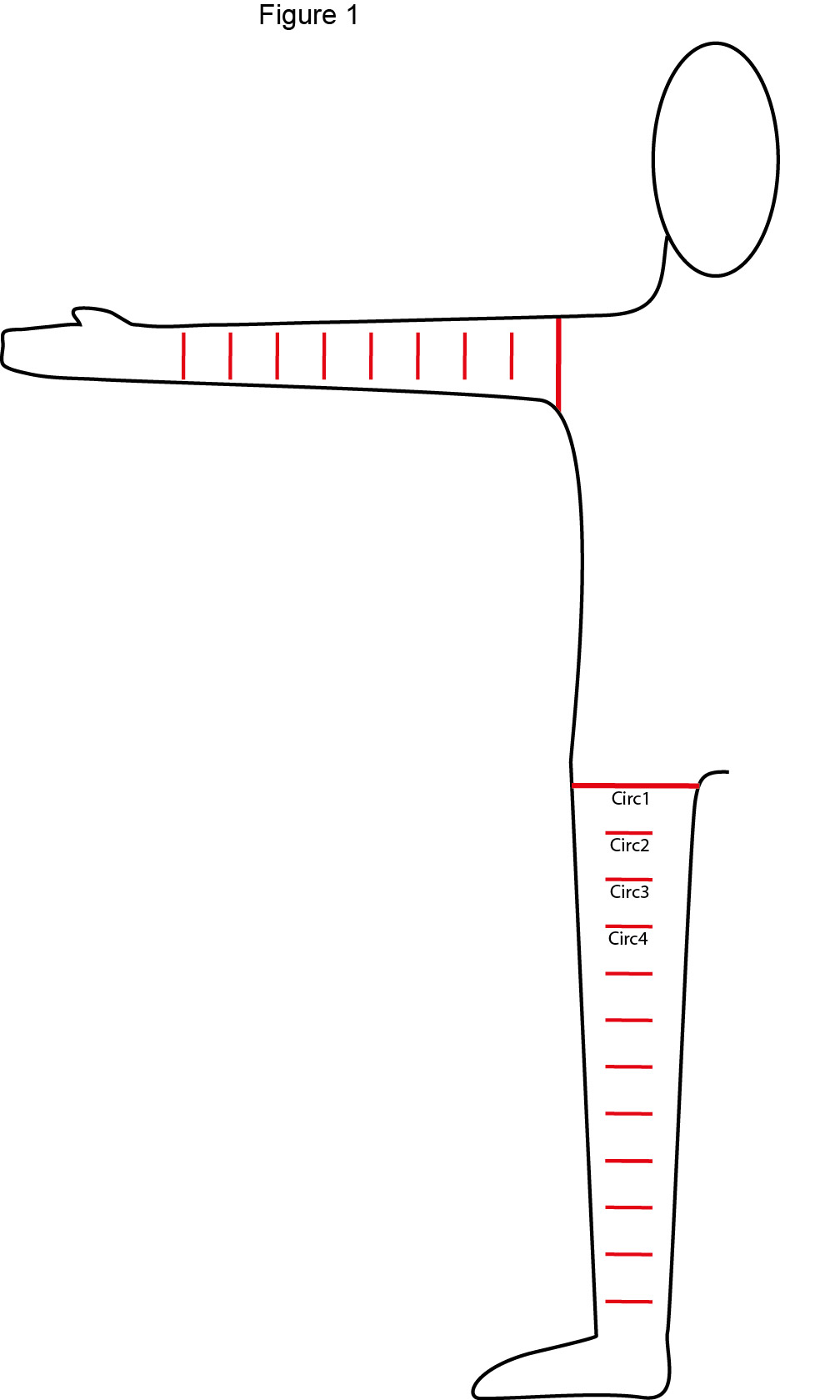 Figure showing skin markings